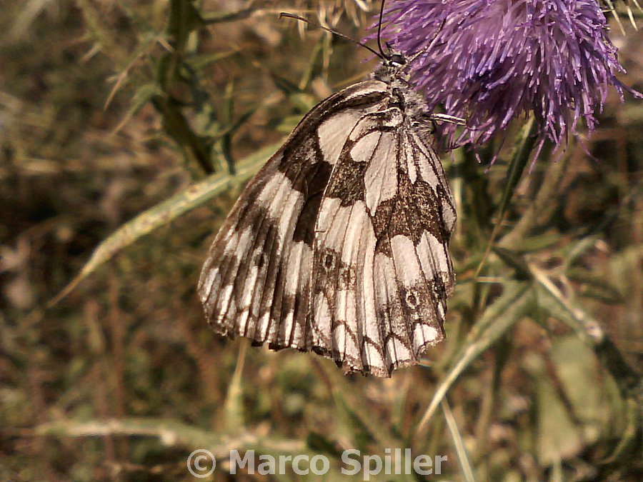 Melanargia galathea